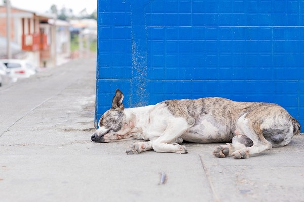 ▲桃園流浪犬遭安樂死。（示意圖／取自免費圖庫pixabay）