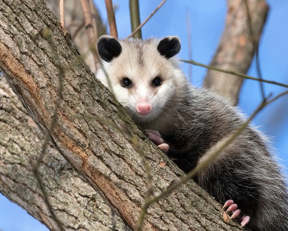 ▲▼ 負鼠,opossums。（圖／免費圖庫pixabay） 