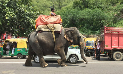 「酒駕騎大象」關3年！斯里蘭卡超嚴新法護象權：每天洗澡2.5小時是基本