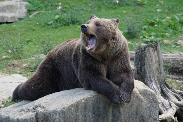 ▲▼ 棕熊。（圖／免費圖庫pixabay）