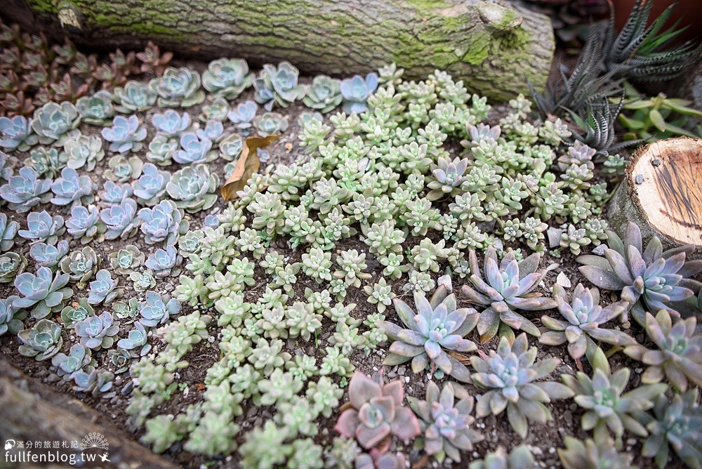 ▲▼ 苗栗雅聞香草植物工廠。（圖／滿分的旅遊札記 提供）