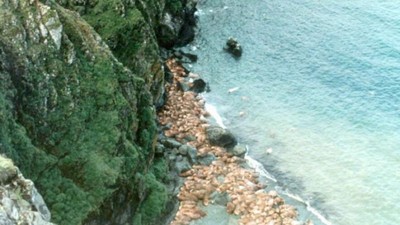 被逼上懸崖！數百隻海象欲回海邊覓食　集體跳80公尺高崖摔死