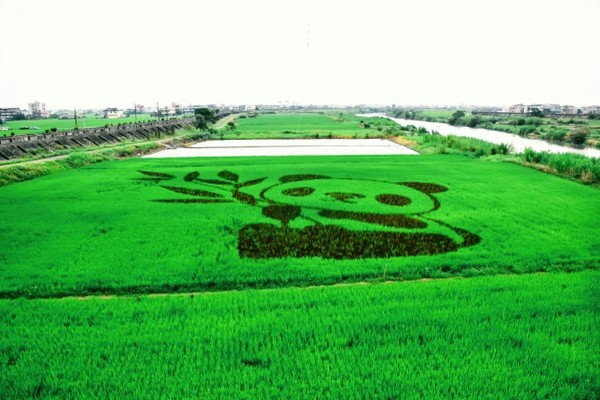▲2018年的宜蘭壯圍鄉「貓熊」稻田彩繪圖騰，獲得了廣大民眾的熱烈回響。（圖／壯圍鄉公所提供）。