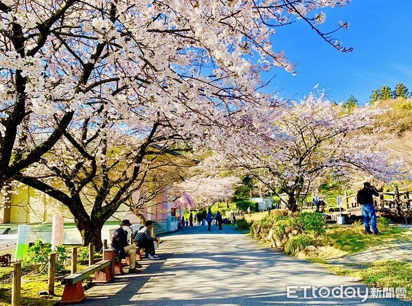 ▲▼佐渡島真野公園櫻花。（圖／記者蔡玟君攝）