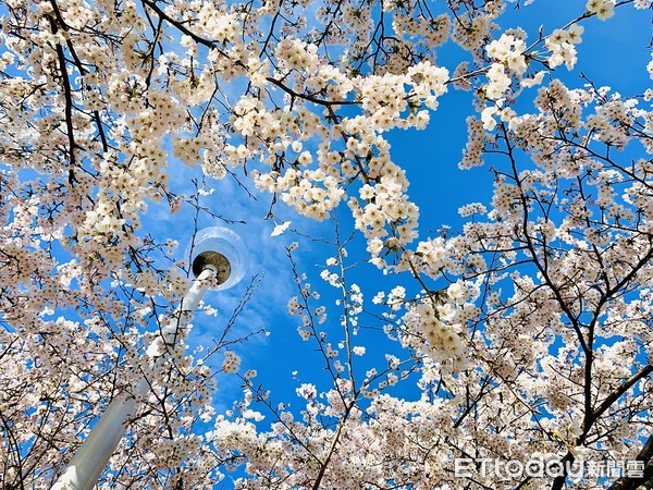 ▲▼佐渡島真野公園櫻花。（圖／記者蔡玟君攝）