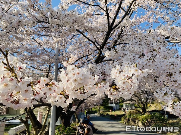 ▲▼佐渡島真野公園櫻花。（圖／記者蔡玟君攝）