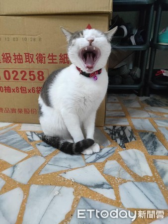 ▲阿嬤自爆被貓咪收服。（圖／網友Sunny Wang提供，請勿隨意翻拍，以免侵權。）