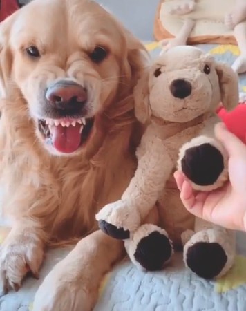 不滿主人摸玩偶，吃醋金皺皮露齒。（圖／翻攝自Instagram用戶「wow.cute.dog」）