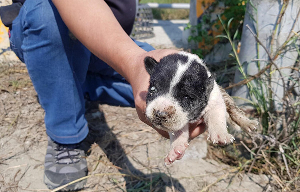 ▲▼狗媽媽帶6子攔車！引路到電線桿狂吠　志工挖出2隻未睜眼幼犬。（圖／台灣動物緊急救援小組提供）