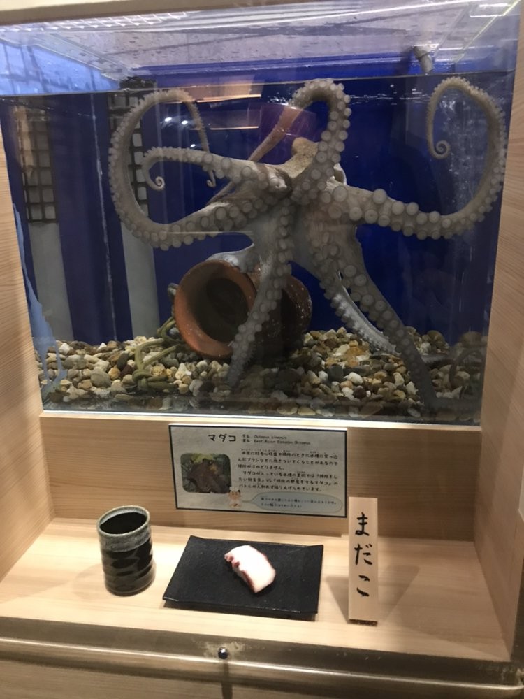 ▲▼名古屋港水族館「壽司料特展」。（圖／翻攝自推特，gibson_jpg）