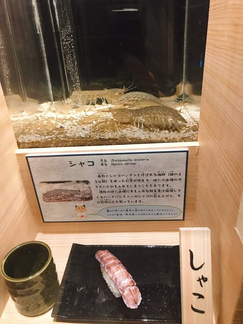 ▲▼名古屋港水族館「壽司料特展」。（圖／翻攝自推特，gibson_jpg）