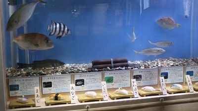 你死得好慘！名古屋港水族館「壽司料特展」，活體+屍體同台秀好秀滿