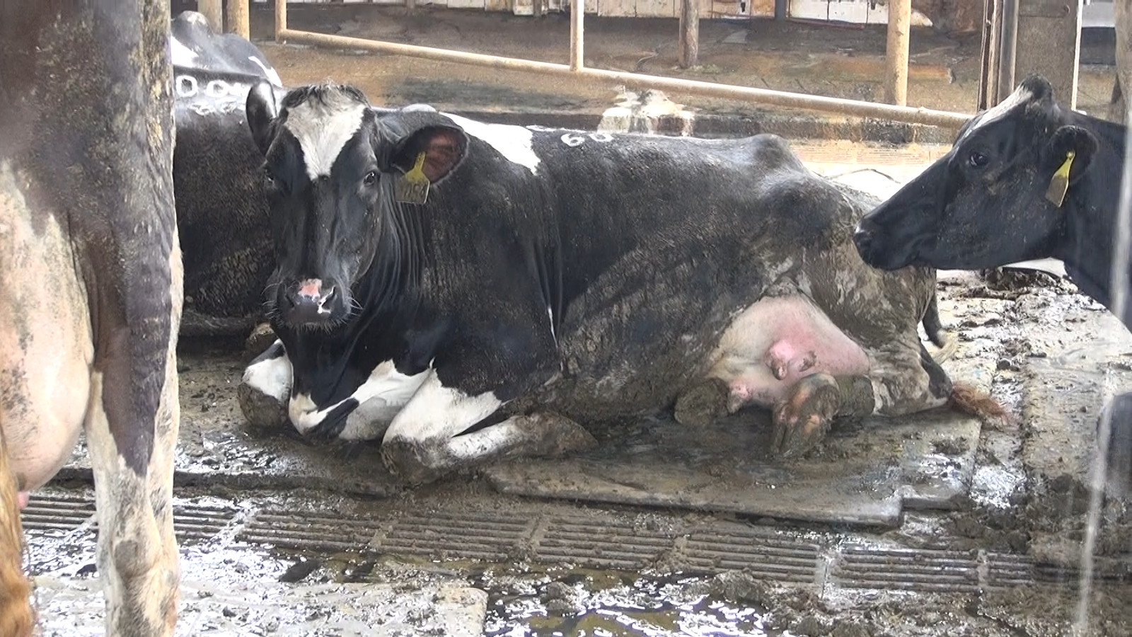 ▲▼台灣動物社會研究會公布台灣乳牛飼養「五大痛苦指標」及調查影像。（圖／台灣動物社會研究會提供）