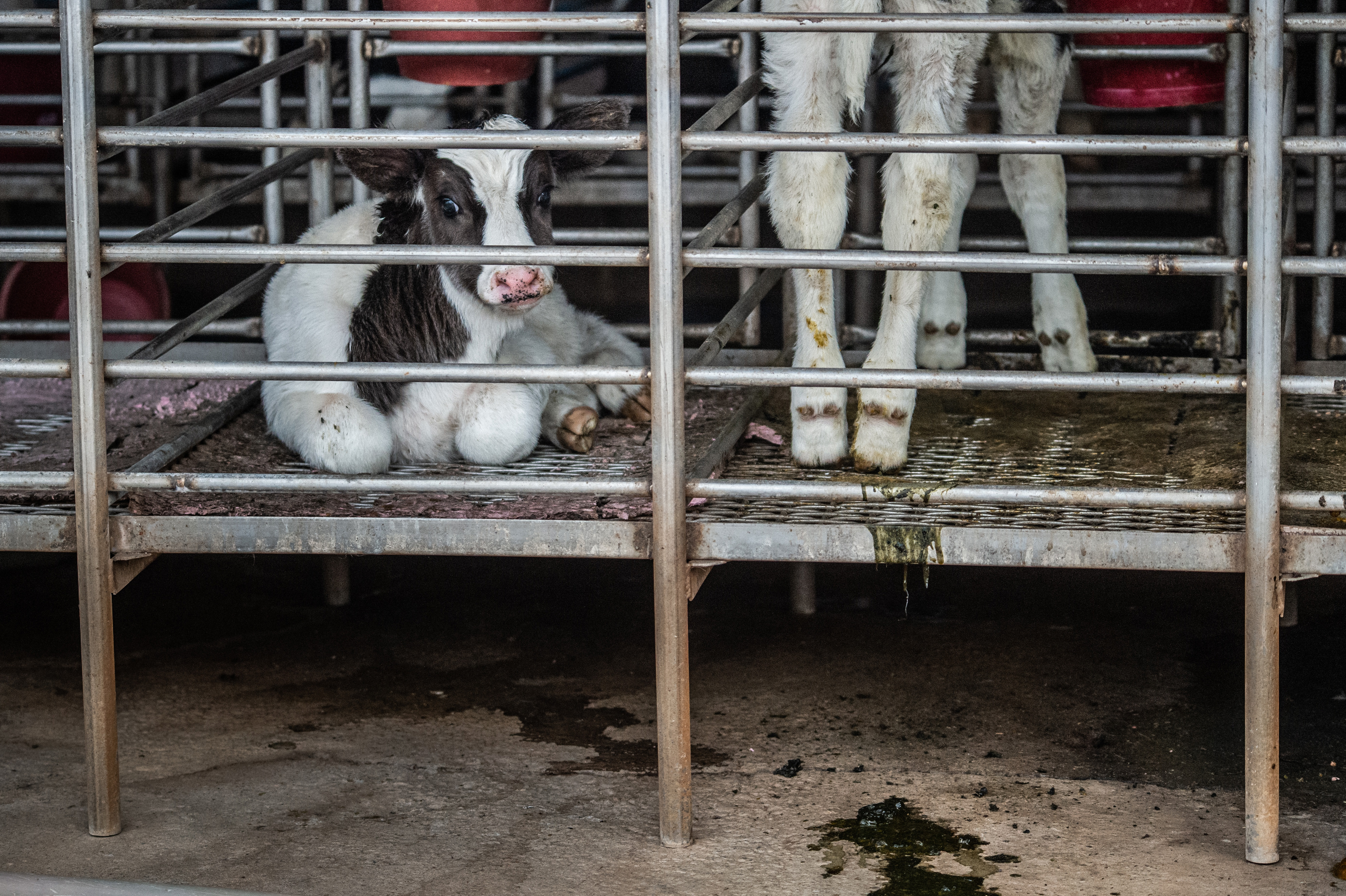 ▲▼台灣動物社會研究會公布台灣乳牛飼養「五大痛苦指標」及調查影像。（圖／台灣動物社會研究會提供）