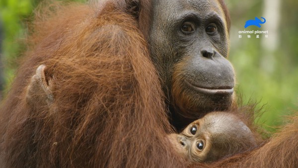 ▲紅毛猩猩的智力可達3歲幼童。（圖／動物星球頻道）