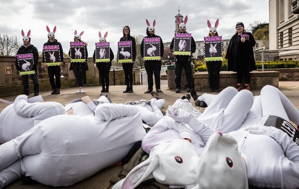 ▲▼ Animal Justice Project組織抗議大學實驗室對兔子進行秘密實驗 。（圖／翻攝自臉書／Animal Justice Project）