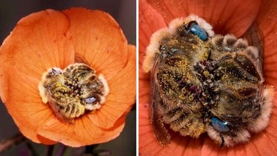 小蜜蜂「抱緊緊睡著了」把花瓣當床！攝影師憋氣拍下來，捨不得吵醒牠們