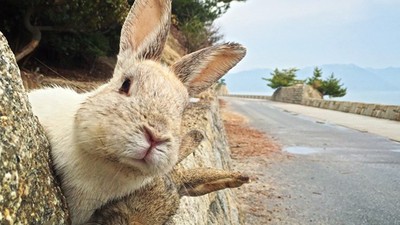 曾是工廠裡的實驗動物！超萌大久野島「野兔群」　背後故事令人感傷