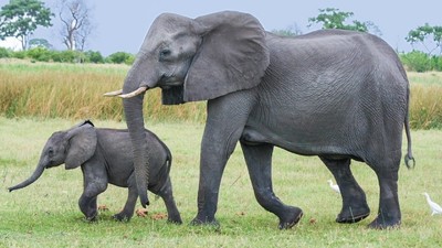 2045年大象全數滅絕？牠們長大的速度　永遠比不上盜獵的速度