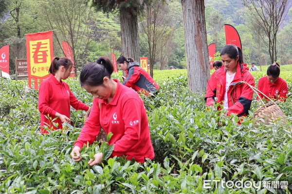 ▲武夷山穀雨「開山喊茶」　祈求豐收也傳承古老茶文化。（圖／記者蔡紹堅攝）