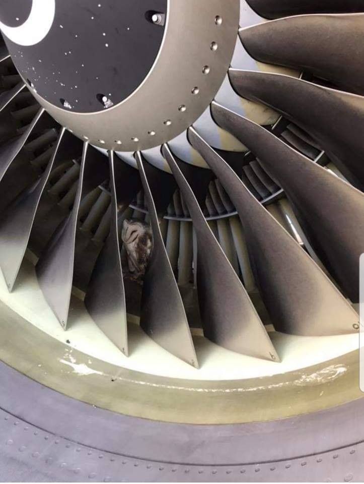 ▲▼飛機起飛前在引擎裡發現睡著的貓頭鷹。（圖／翻攝自Facebook／Virgin Australia）