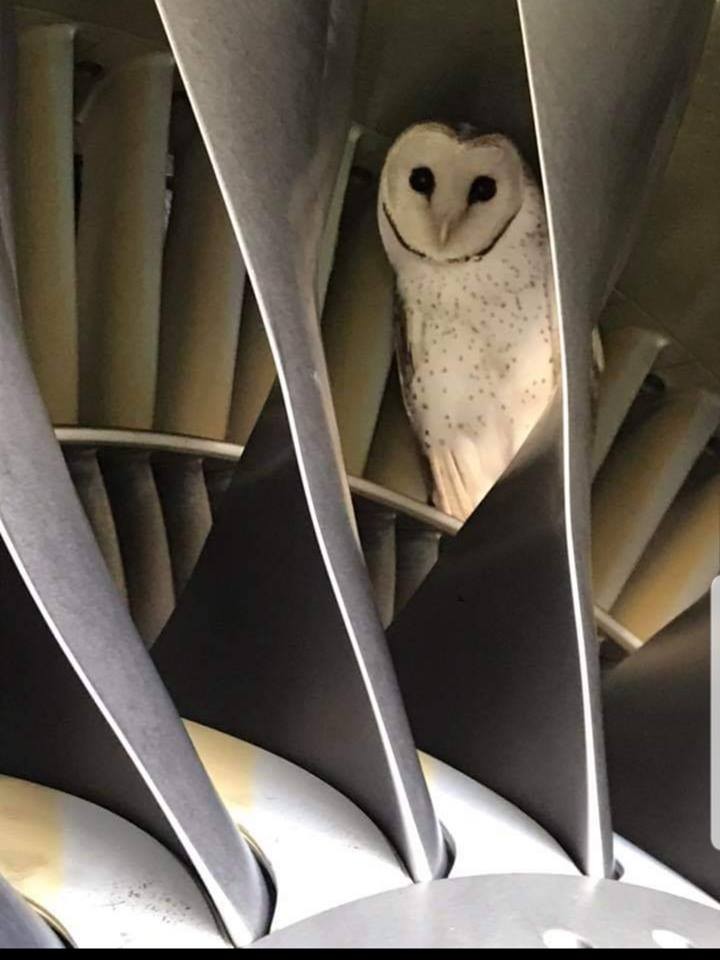 ▲▼飛機起飛前在引擎裡發現睡著的貓頭鷹。（圖／翻攝自Facebook／Virgin Australia）