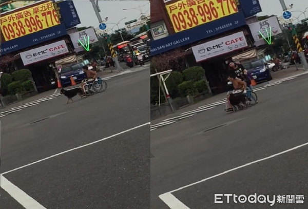 ▲小心車子喔！米克斯「慢慢護送」輪椅爸過馬路　左右擺頭幫看車。（圖／網友Chen Fang LaLa提供，請勿隨意翻拍，以免侵權。）