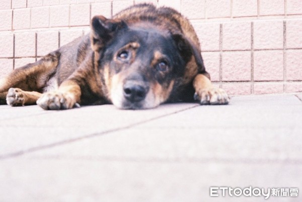 東吳大學校犬太狼。（圖／唐子舜授權使用，請勿任意翻攝）