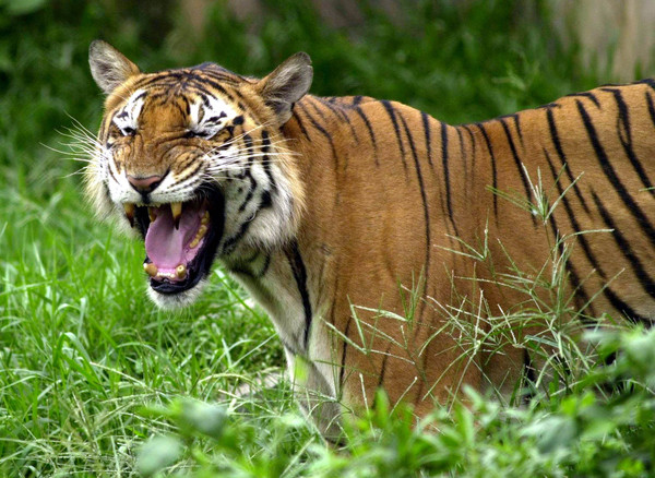 ▲孟加拉虎除了棲息地遭破壞，獵物也大量減少，現今更是常與人類發生衝突，數量大減。（圖／美聯社）