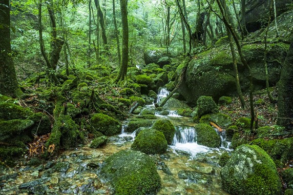 ▲日本九州鹿兒島、屋久島▼             。（圖／七逗旅遊網提供）