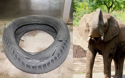 日本動物園舉辦活動　祭出「神秘獎品」...駱駝的毛、大象玩過的輪胎