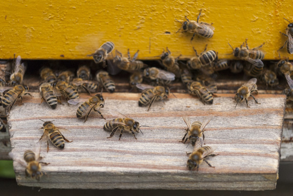 ▲▼大黃蜂,蜂,swarm。（圖／達志影像／示意圖）