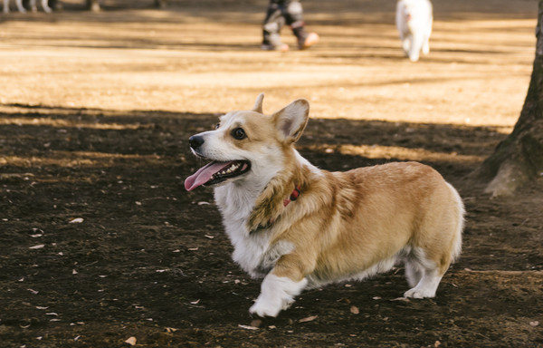 ▲柯基犬,柯基,狗狗。（圖／取自免費圖庫Pakutaso）