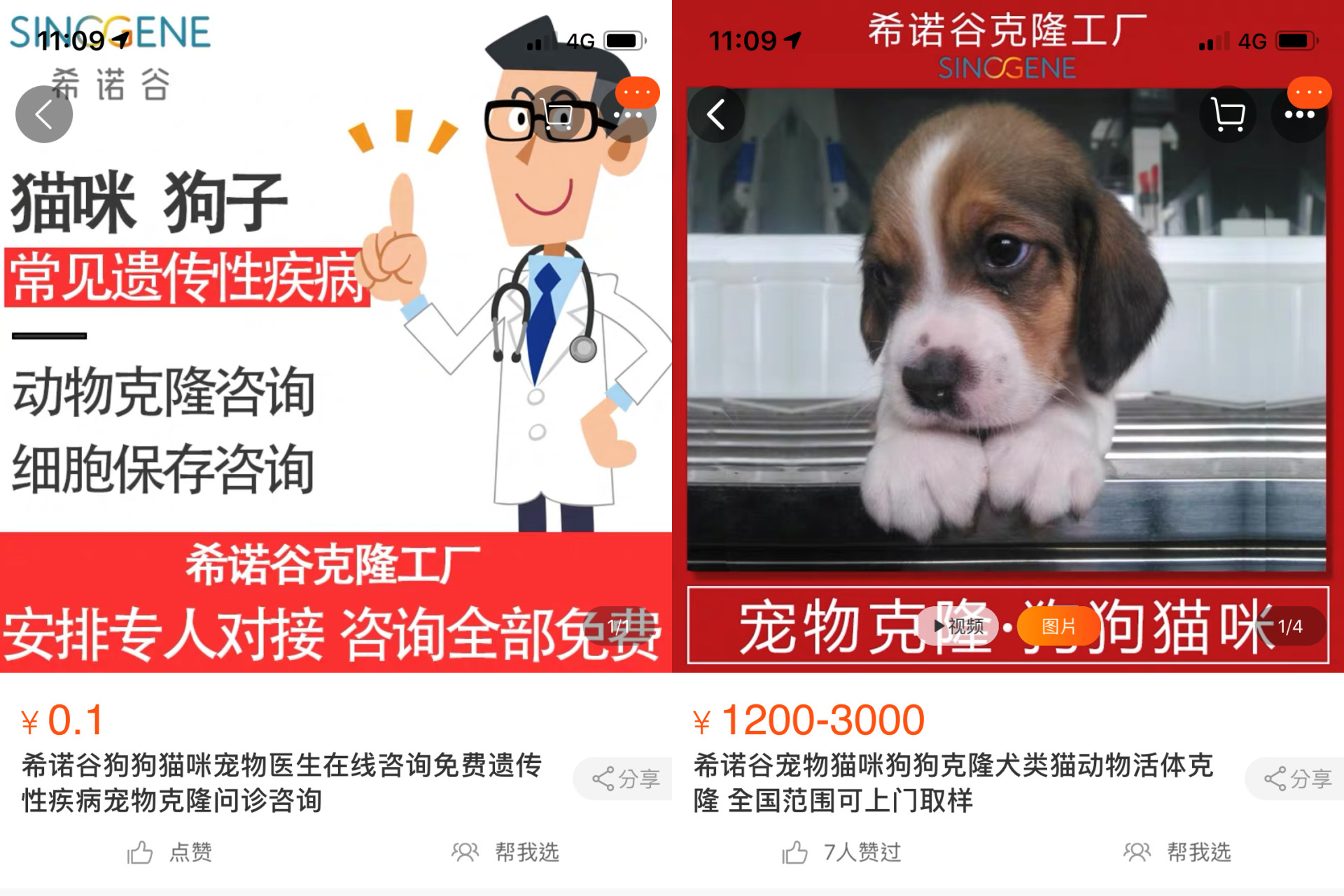 ▲▼淘寶寵物複製。(圖/翻攝自淘寶)