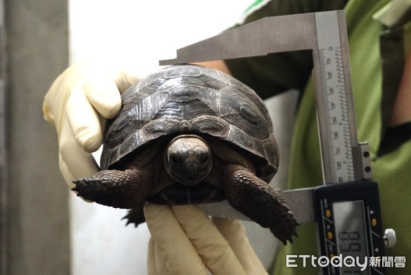 ▲象龜寶寶滿周歲「體重40克飆到1000克」 為吃變坦克撞飛手足。(圖/台北市立動物園提供)