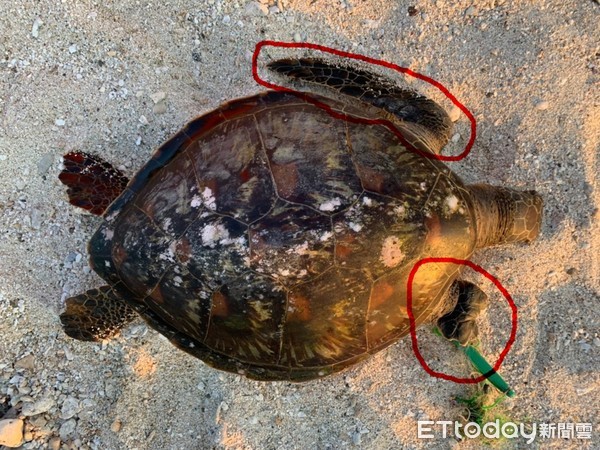 ▲綠蠵龜遭漁網纏住,造成長短腳。(圖/記者楊均典翻攝)