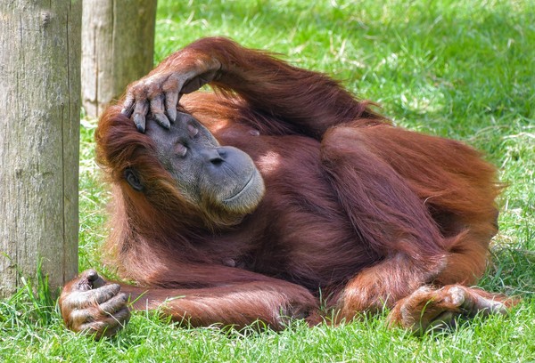 ▲▼紅毛猩猩。（圖／取自免費圖庫pixabay）
