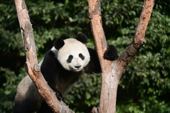 ▲大貓熊如意。（圖／翻攝自封面新聞）