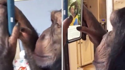 「黑猩猩滑唉鳳」還用拇指放大圖片！緊盯螢幕超像人類　猩球崛起將要成真