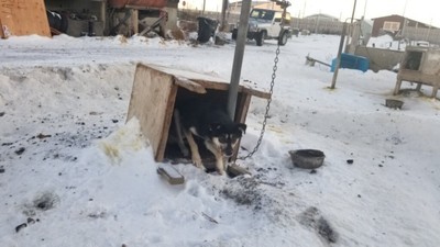 臥底揭露雪橇比賽惡行！狗狗落隊被拖行百尺　主人：讓牠知道減速的教訓