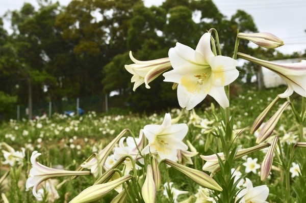 ▲明基友達基金會捐贈石雕「繭」，置放大古山。（圖／桃園市政府提供）