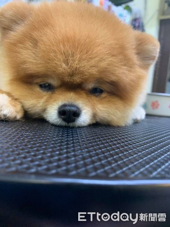 博美剪毛度估,棉花糖造型超驚艷!(圖/臉書粉專狗狗好乖寵物美容店-嘉義提供)