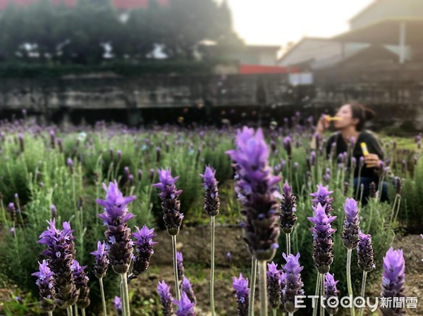 ▲葛瑞絲香草田 。（圖／葛瑞絲香草田提供）