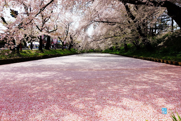 ▲▼弘前公園。（圖／凱子凱の日本旅行大補帖提供）