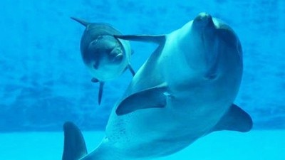 插管子灌精受孕！母海豚撞壁自殘，生下的小海豚遭囚養六年也死了