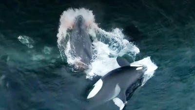 實錄「五隻殺人鯨」圍攻撕咬！母灰鯨肉身守護寶寶　腥血染紅大海雙雙慘死