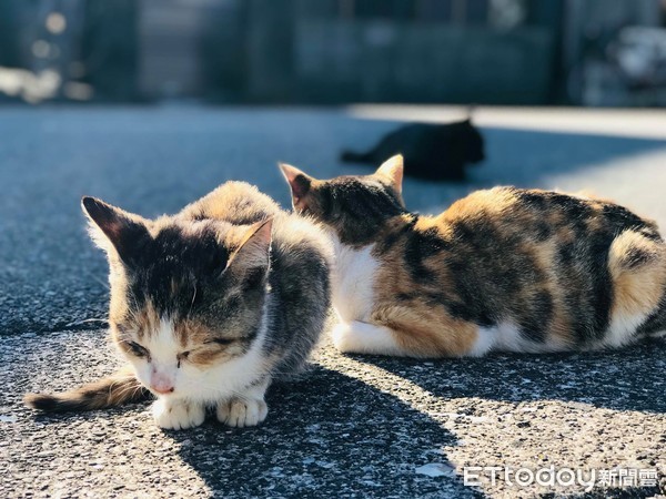 ▲相島當地的貓皆由居民照料，遊客不可任意餵食。