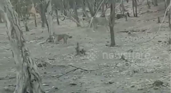 ▲▼印度一隻野狗與亞洲獅大戰，最終逃過盤中飧命運。（圖／翻攝自newsflare）