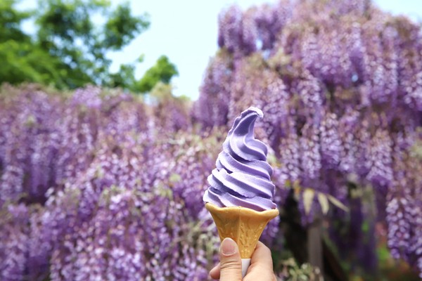 ▲日本足利花卉公園－紫藤花海。（圖／《妮可魯的飛行日記》授權提供）