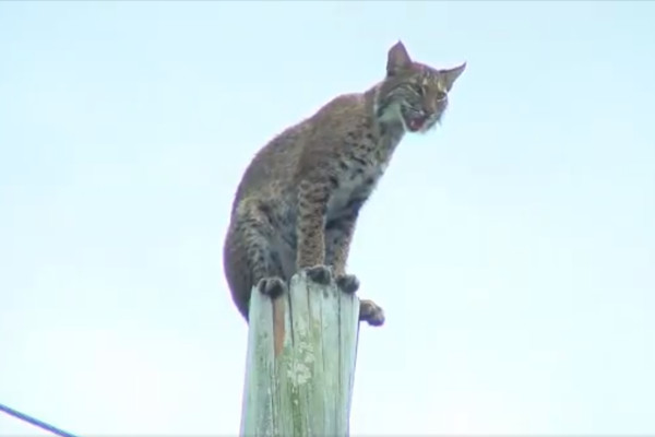 ▲短尾貓在木柱上。（圖／翻攝自Twitter／@kintarasu，下同）